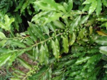 green immature coffee cherries