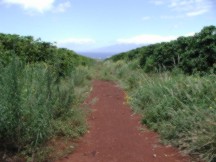 view between the trees to the ocean