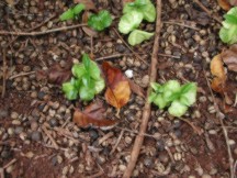 rotting beans and new seedlings